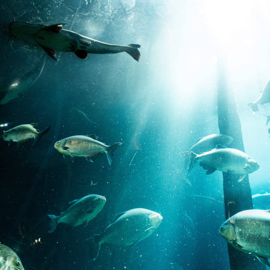 Miniatura de galería