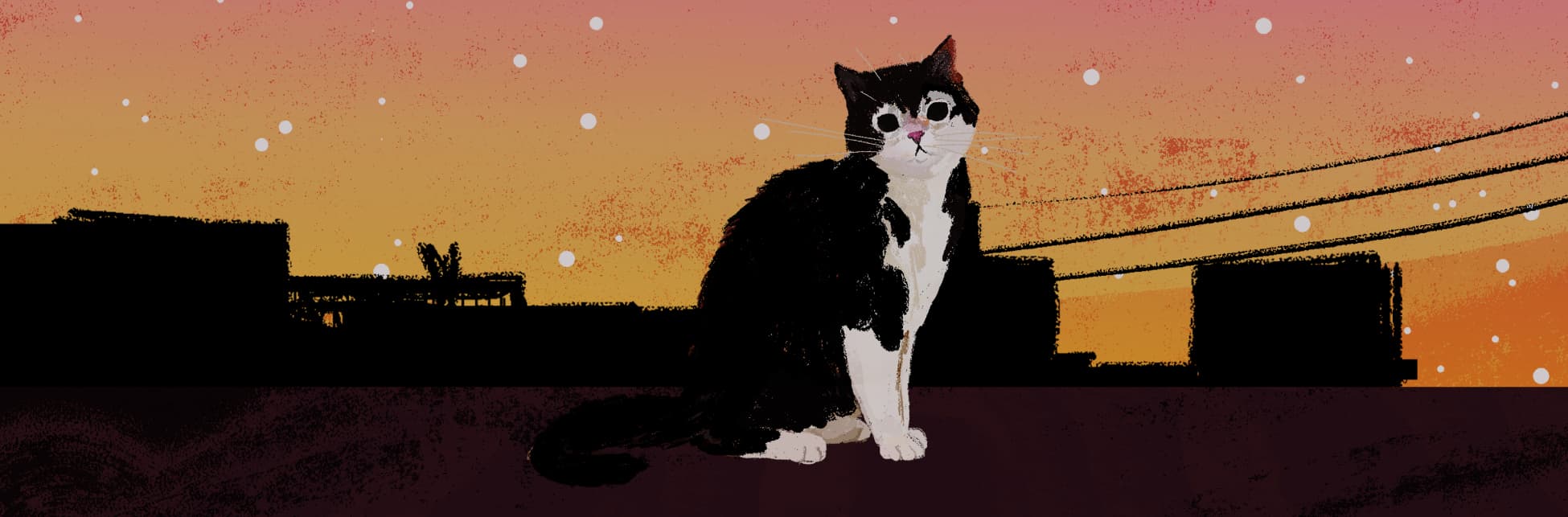 Un gato negro y blanco bajo las estrellas