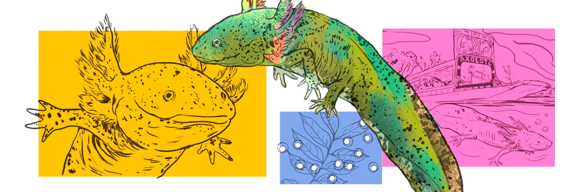 Ilustración. En el centro se observa un ajolote en tonos verdes, con manchas oscuras y branquias rosas. A su alrededor, hay recuadros de colores que contienen dibujos en línea: a la izquierda, sobre fondo amarillo, un ajolote visto de frente con sus branquias extendidas; en la parte inferior, sobre fondo azul, ramas con hojas y esferas; a la derecha, sobre fondo rosado, un paisaje con agua, un ajolote nadando y una embarcación que tiene un cartel en la parte superior con el texto: «Axolotl».