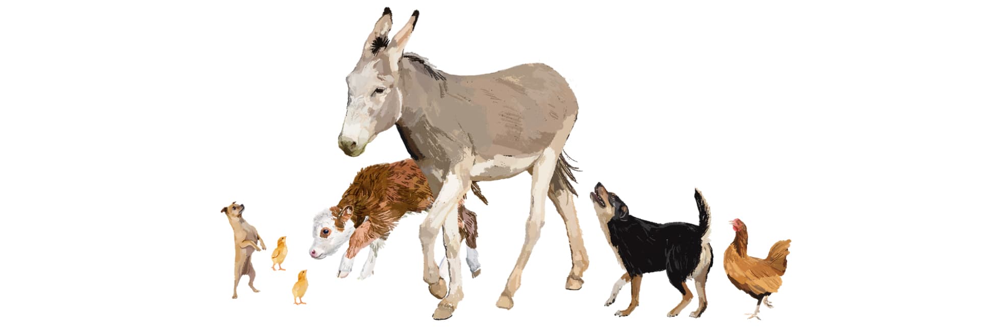 Ilustración. Animales de granja sobre un fondo blanco. En el centro hay un burro gris caminando, acompañado de un ternero marrón y blanco. A su alrededor, hay dos pollitos amarillos, un perro pequeño de pie sobre sus patas traseras, un perro negro mirando hacia el burro y una gallina marrón.