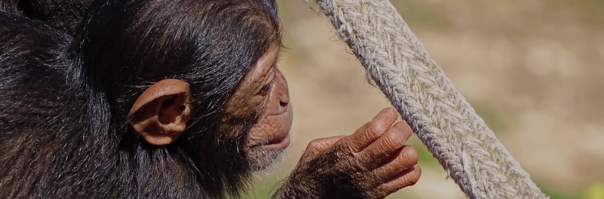 Foto. En la parte derecha de la imagen un chimpancé de perfil que extiende su mano hacia una vara de madera que atraviesa la imagen de manera diagonal. 