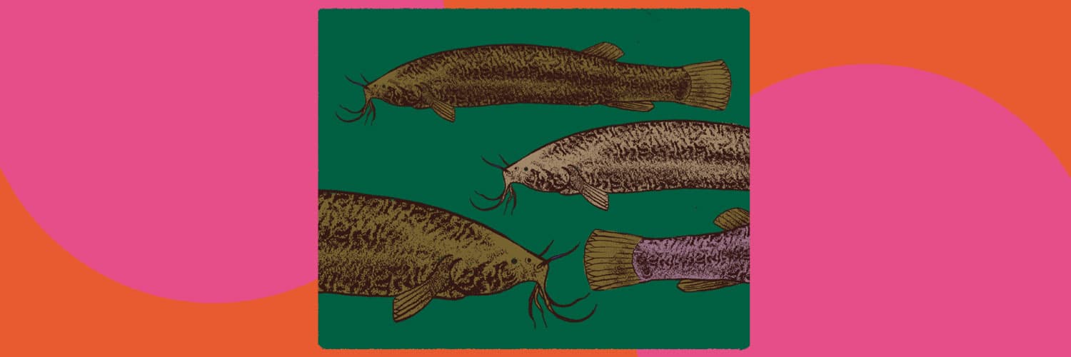 Ilustración. En un recuadro, varios bagres, peces alargados con cuerpos delgados y bigotes en la parte delantera de su cabeza, junto a la boca. 