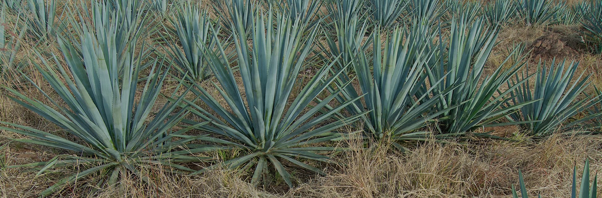Fotografía. En una línea horizontal hay un sembrado de pencas de hojas largas color verde que salen del centro de la planta. 