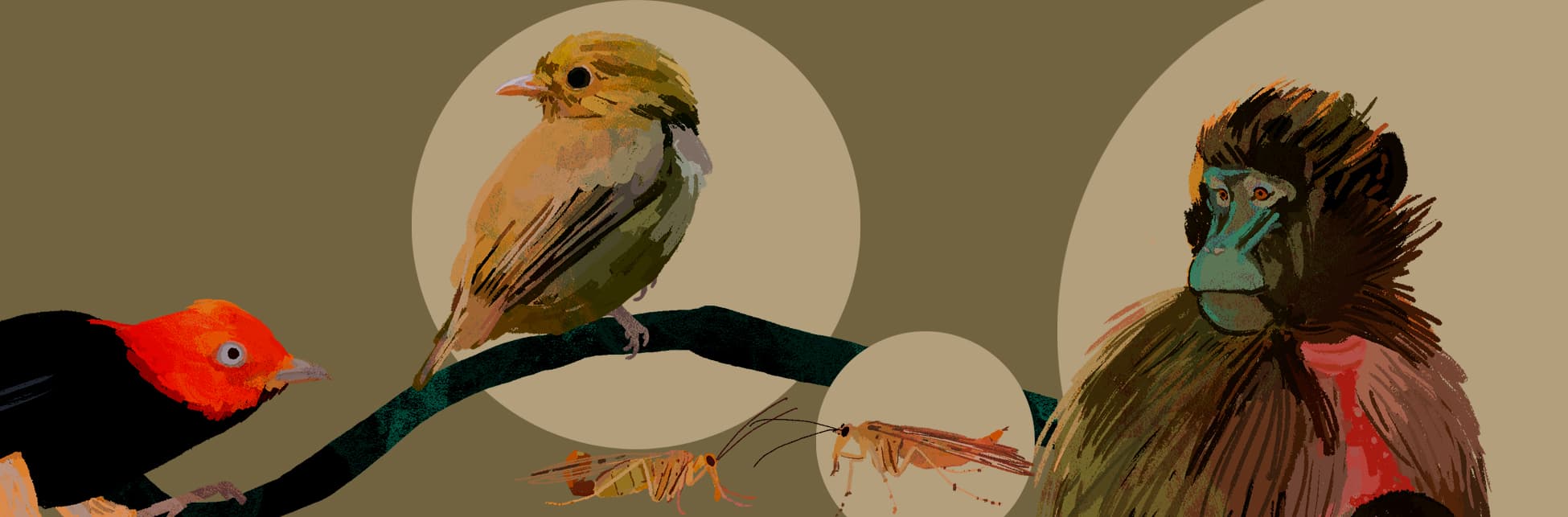 Ilustración. Sobre un fondo color café aparecen varios animales: dos aves, dos saltamontes y dos simios.