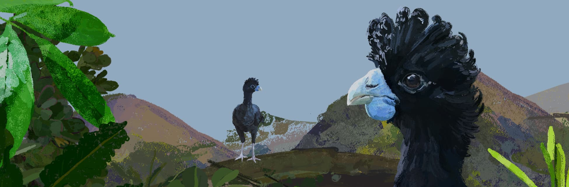Ilustración. En el extremo derecho la cabeza de lado de un ave de plumas negras, con cresta negra y pico azul con una protuberancia debajo mira al lector, al fondo se ve otra ave igual de cuerpo entero, parada sobre una montaña color café y verde, al fondo se ven piedras, montañas y el cielo azul. 