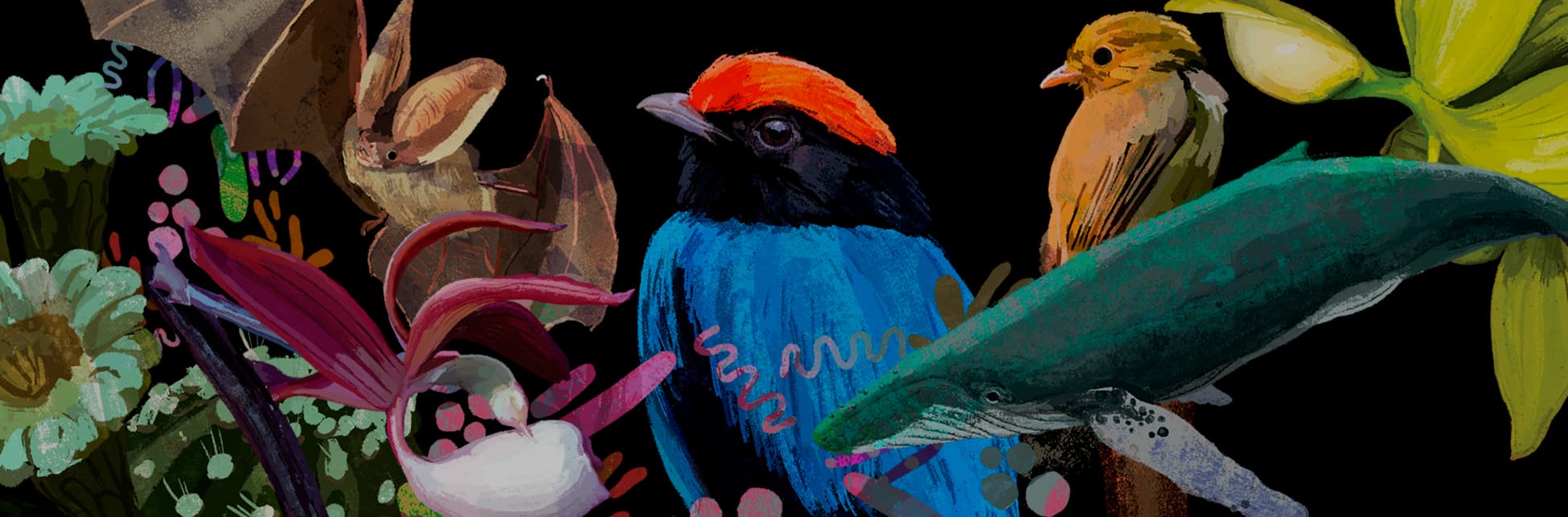 Ilustración. Sobre un fondo negro, se observan diversos elementos naturales representados en un estilo pictórico. Entre ellos, un murciélago de tonalidades marrones con grandes orejas, un ave con plumaje negro, azul y un llamativo copete rojo, otra ave más pequeña de color amarillo y marrón, una ballena azulada, y una variedad de flores y plantas exóticas en tonos verdes, rosados y amarillos. También hay formas abstractas en colores vibrantes que evocan microorganismos o estructuras biológicas.
