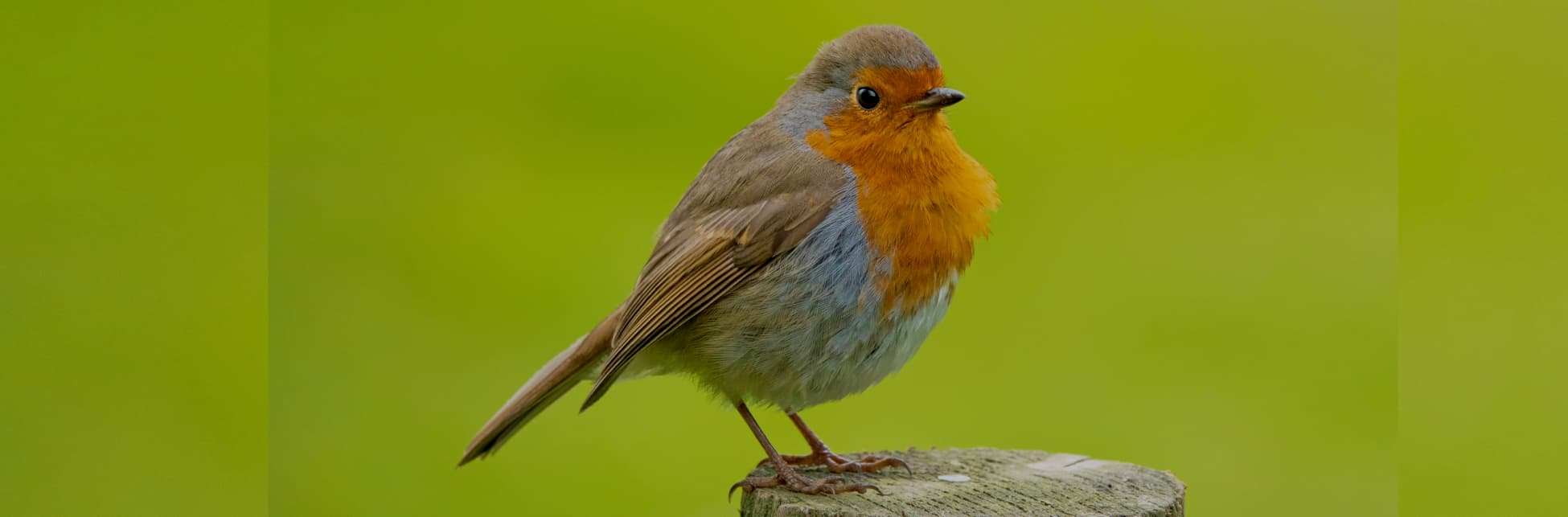 Foto. En la parte inferior de la imagen un pájaro de pie sobre un tronco de medio perfil. Tiene cabeza y pico pequeño y cuerpo redondeado. Su plumaje tiene tonos cafés y grises, y en la zona de la cara y el pecho es naranja. 