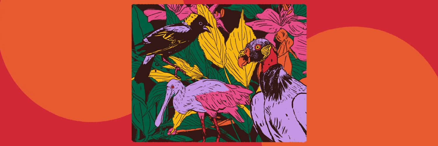 Ilustración. En un recuadro tres aves, una pequeña de pico corto, una de patas largas y pico largo y ancho y otra de cabeza pequeña y pico corto y curveado pero cuerpo grande. Al fondo varias plantas y flores. 
