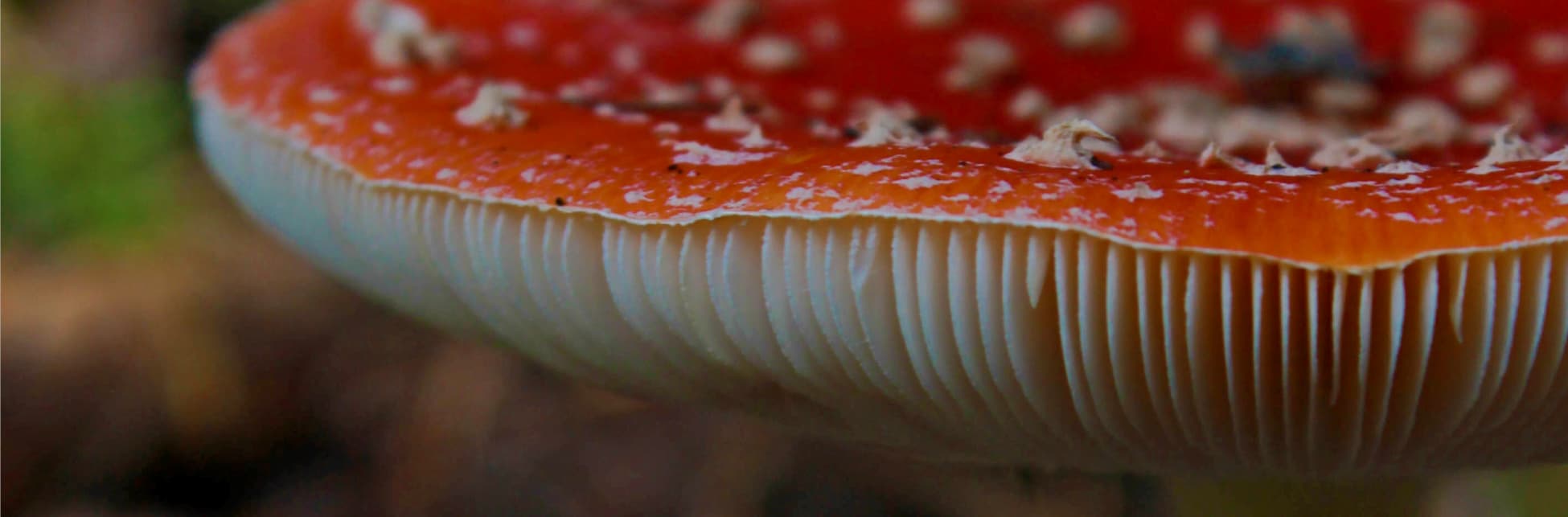 Foto. Un primer plano de un hongo, tiene la pate superior roja con varios puntos blancos y negros. Debajo tiene varias hileras contiguas de líneas blancas. 