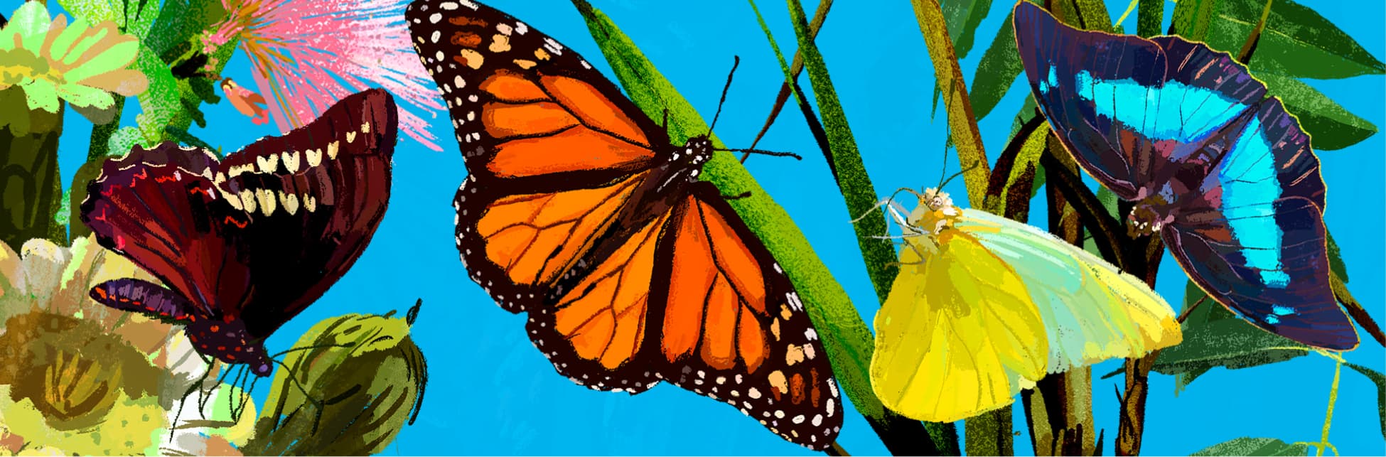 Ilustración. Ubicadas en diferentes partes de la imagen 4 mariposas diferentes: una naranja con negro, una amarilla, una vinotinto y una azul y morado. 
