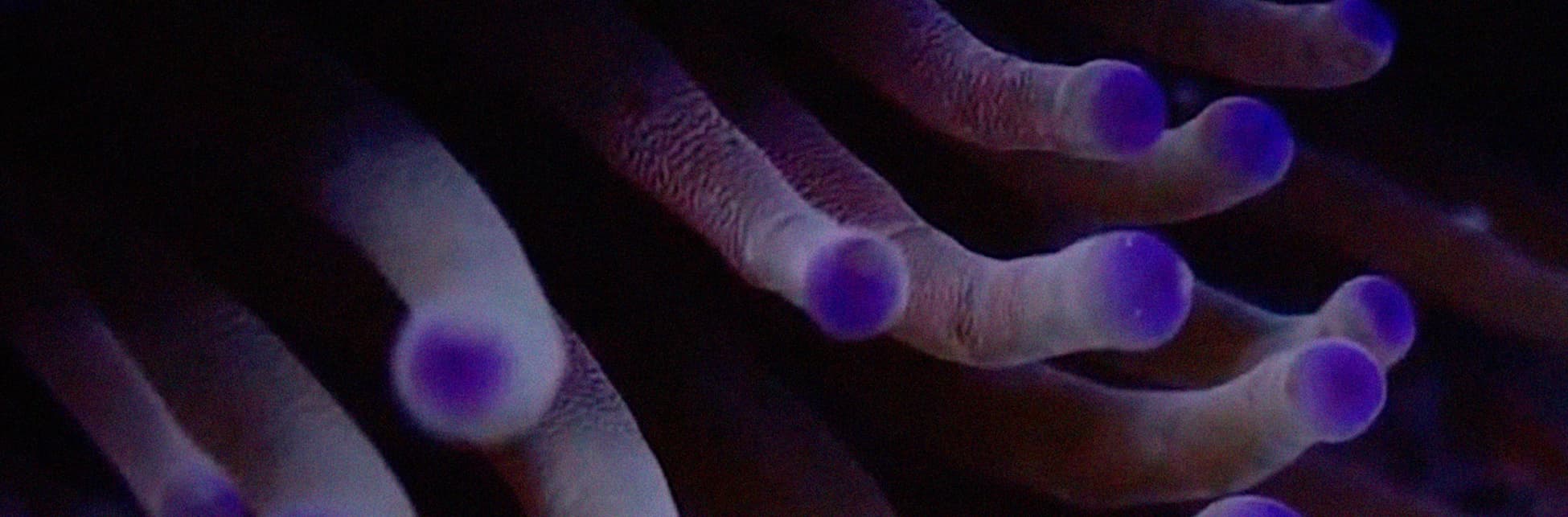 Ilustración. Sobre un fondo que muestra de cerca una estructura coralina de tentáculos con extremos morados