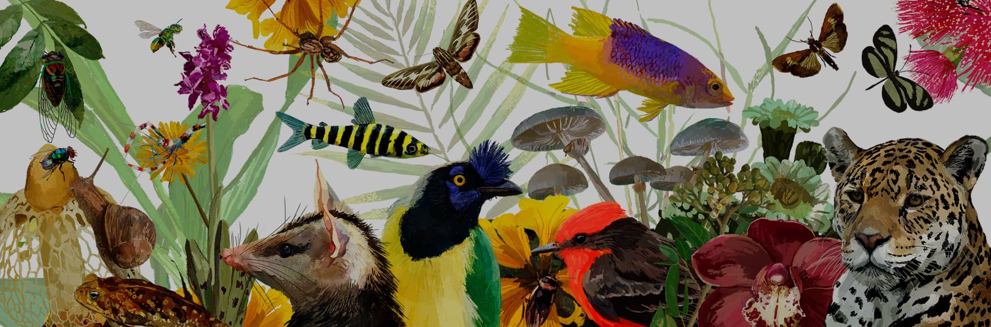 Ilustración. Ubicados en diferentes posiciones y tamaños varios animales: pájaros, zarigüeyas, mariposas, peces. 