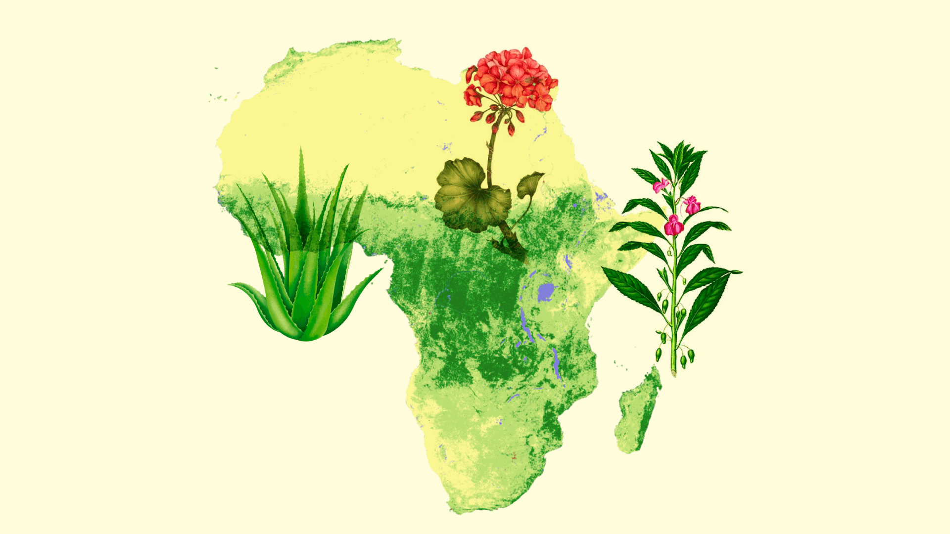 Ilustración. En el fondo de la imagen aparece el mapa de África. Sobre él aparece una penca, una planta de besitos y otra de novios.
