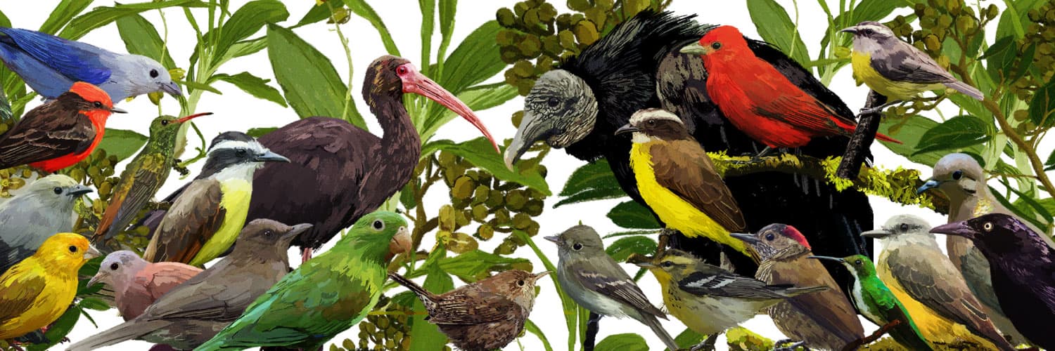 Ilustración. Entre hojas y frutos aparecen varios pájaros diferentes: unos de cuerpos pequeños y robustos, otros con cuello delgado y pico largo, otros grandes de pico grueso.