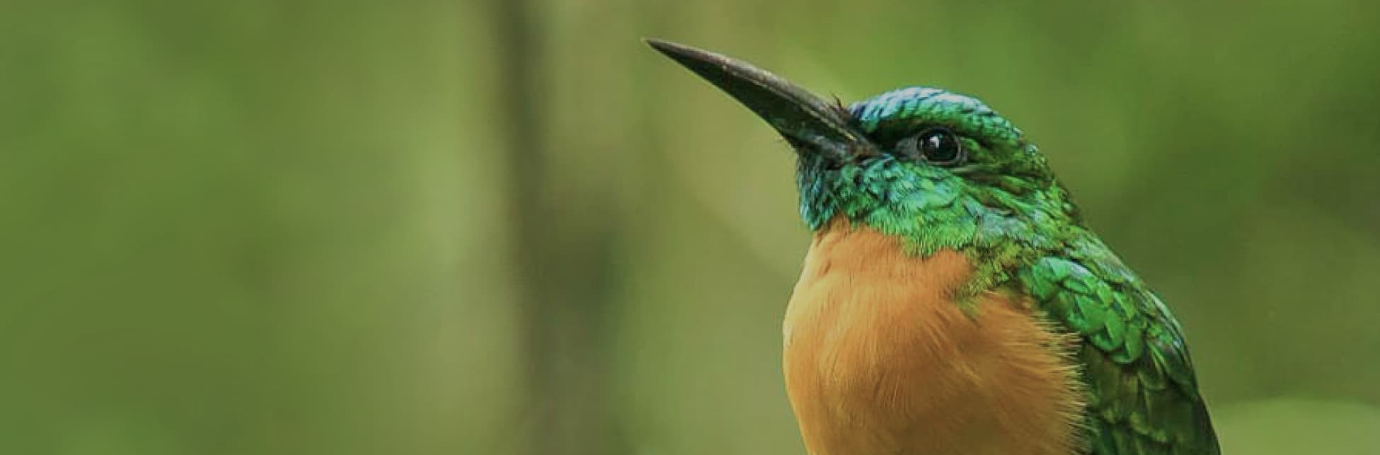 Foto. En la parte inferior de la imagen un jacamar parado sobre una rama, un ave que tiene pico largo y angosto y un cuerpo redondo con plumas verdes y el pecho naranja. 