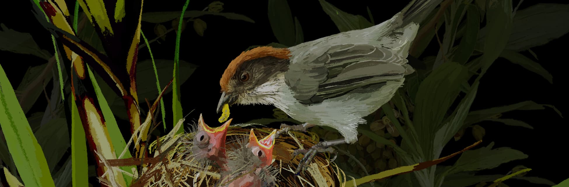 Ilustración. Parado en el borde de un nido aparece el montañerito paisa, un pájaro pequeño con cuerpo grisáceo y una granja roja en la cabeza, está alimentando con el pico a dos pichones que están dentro del nido. 