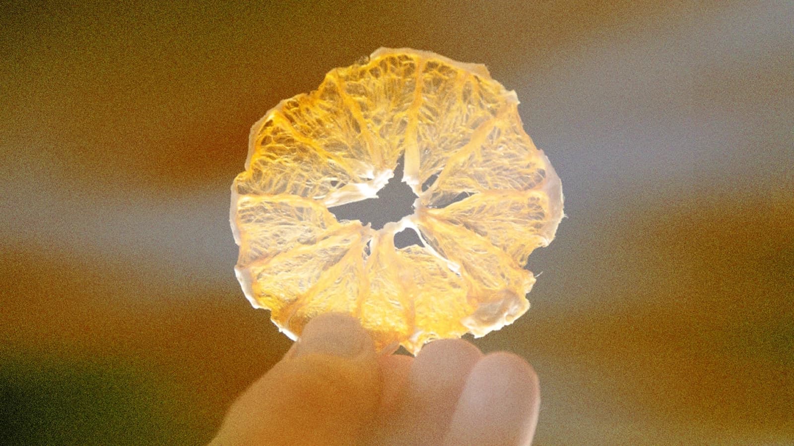 Fotografía. Sobre un fondo desenfocado con iluminación cálida, una mano sostiene una rodaja translúcida de cítrico deshidratado, ubicada en el centro de la imagen. La luz atraviesa la pulpa y permite ver sus fibras internas, los gajos y algunas zonas irregulares alrededor del centro. La mano aparece en la parte inferior, con los dedos sujetando la rodaja desde abajo.