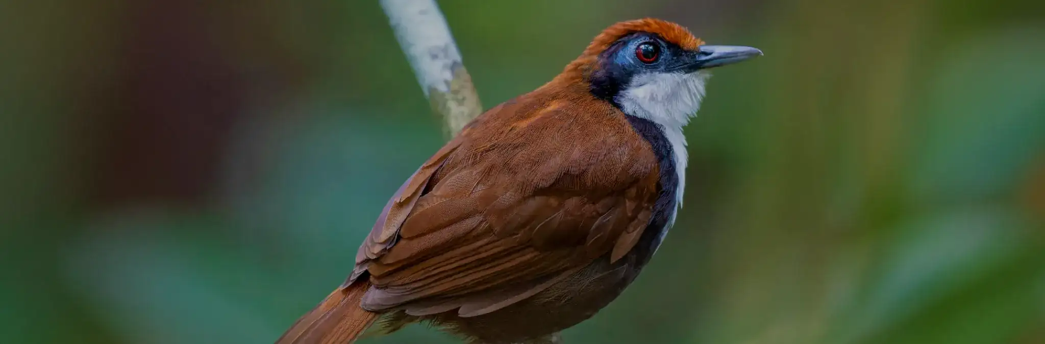 Fotografía. Sobre un fondo desenfocado en tonos verdes, se observa un ave posada en una rama inclinada; tiene plumaje café, cabeza con tonos rojizos, máscara negra alrededor del ojo, garganta blanca y pico alargado.