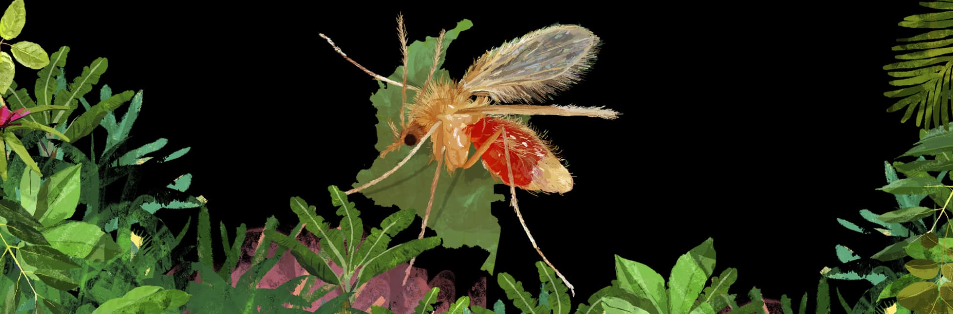 Ilustración. Sobre un fondo negro se observa, en el centro, un insecto de cuerpo delgado con alas transparentes, patas largas y abdomen abultado de color claro y rojo, posado sobre una hoja. En la parte inferior y a los lados hay abundante vegetación con hojas de distintas formas que rodean la escena.