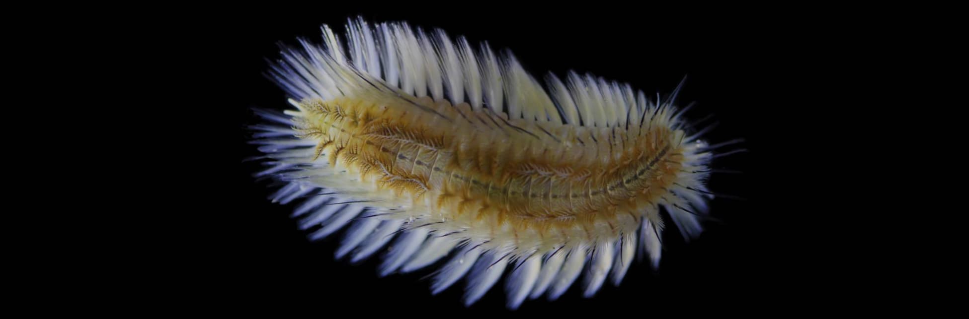 En el centro de la imagen hay una fotografía de un gusano marino con cerdas translúcidas sobre un fondo negro, que resalta sus detalles anatómicos.
