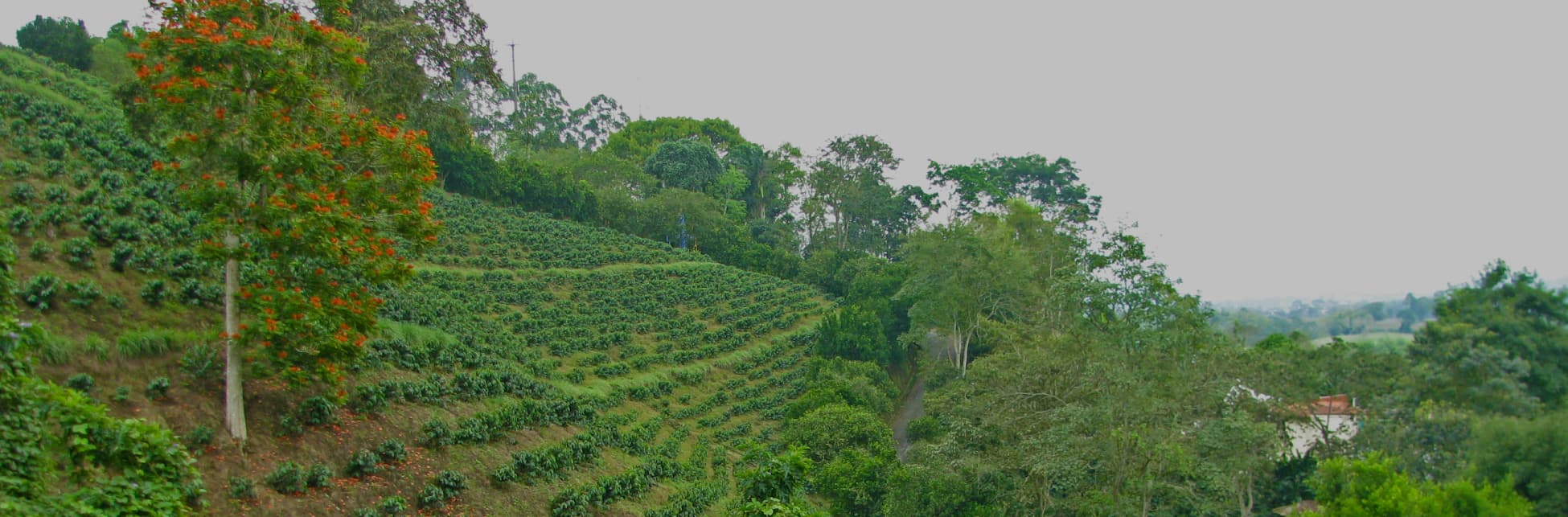 Foto. Un paisaje rural con cultivos horizontales. 