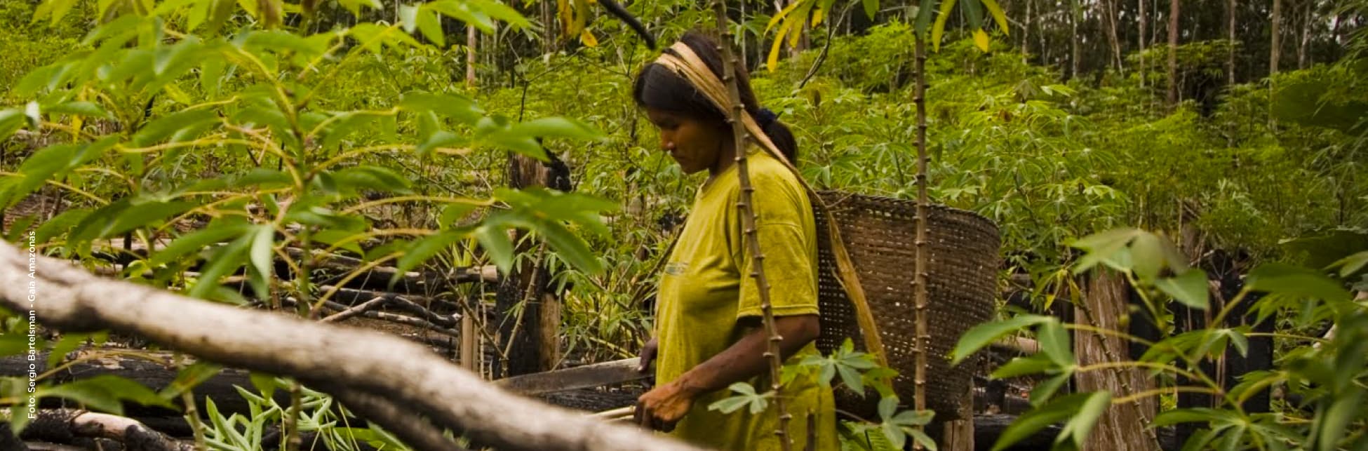 Fotografía. En el centro, una mujer vestida de amarillo lleva una canasta en la espalda, caminando entre las plantas verdes de un cultivo. 