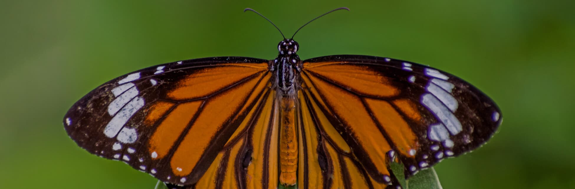 Foto. Vista desde arriba, una mariposa monarca con sus alas anaranjadas y de borde negro abiertas.