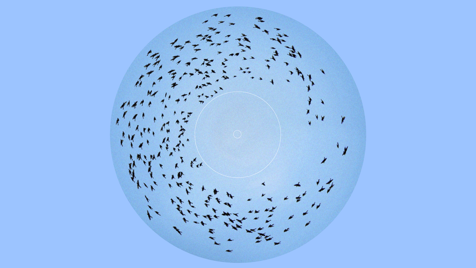 Ilustración. Sobre un fondo azul celeste, se destacan siluetas negras de aves en vuelo formando una espiral. Las aves están dispuestas dentro de una figura circular, evocando la forma de un disco de vinilo.
