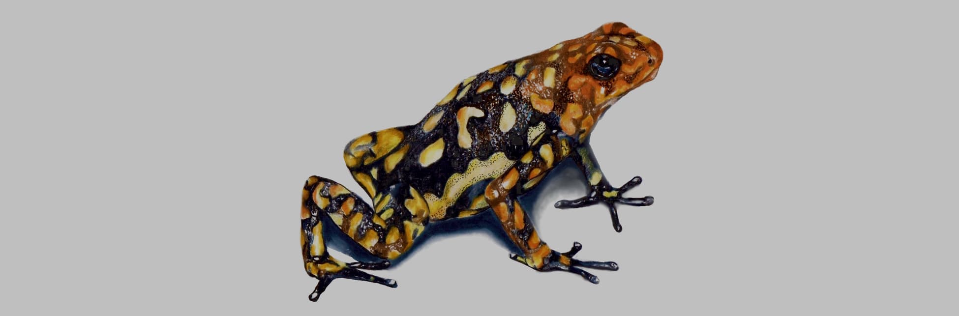 Ilustración. Sobre un fondo blanco, una rana arlequín mira hacia la derecha, su cuerpo es café oscuro con manchas amarillo claro y naranja. 