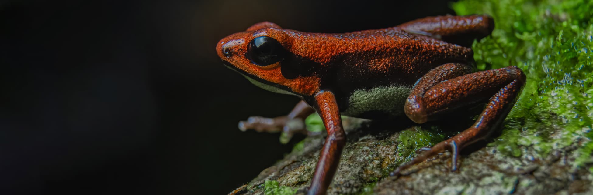 Fotografía. Una rana de colores vibrantes, con cuerpo negro y tonos rojizos en la parte superior, se encuentra sobre un tronco cubierto de musgo. Su piel es brillante y sus patas largas y delgadas se apoyan en la superficie húmeda.