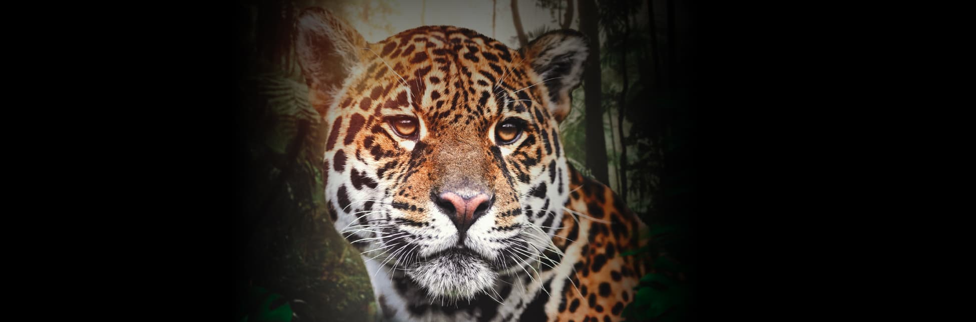 Fotografía. En el centro de la imagen se ve la cabeza de un jaguar, mirando hacia el frente, con orejas redondeadas, pelaje amarillo con manchas negras y parte del rostro blanco, nariz rosada y ojos amarillos. 