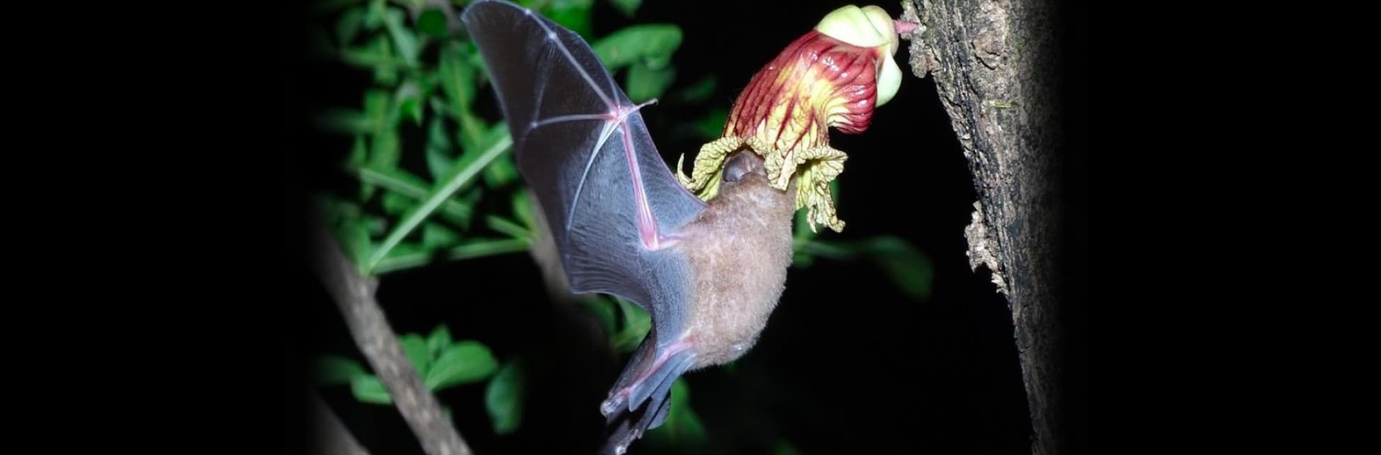 Fotografía. Con un fondo de árboles en la noche, se ve un murciélago en vuelo con la cabeza introducida en los pétalos de una flor amarilla y roja. 