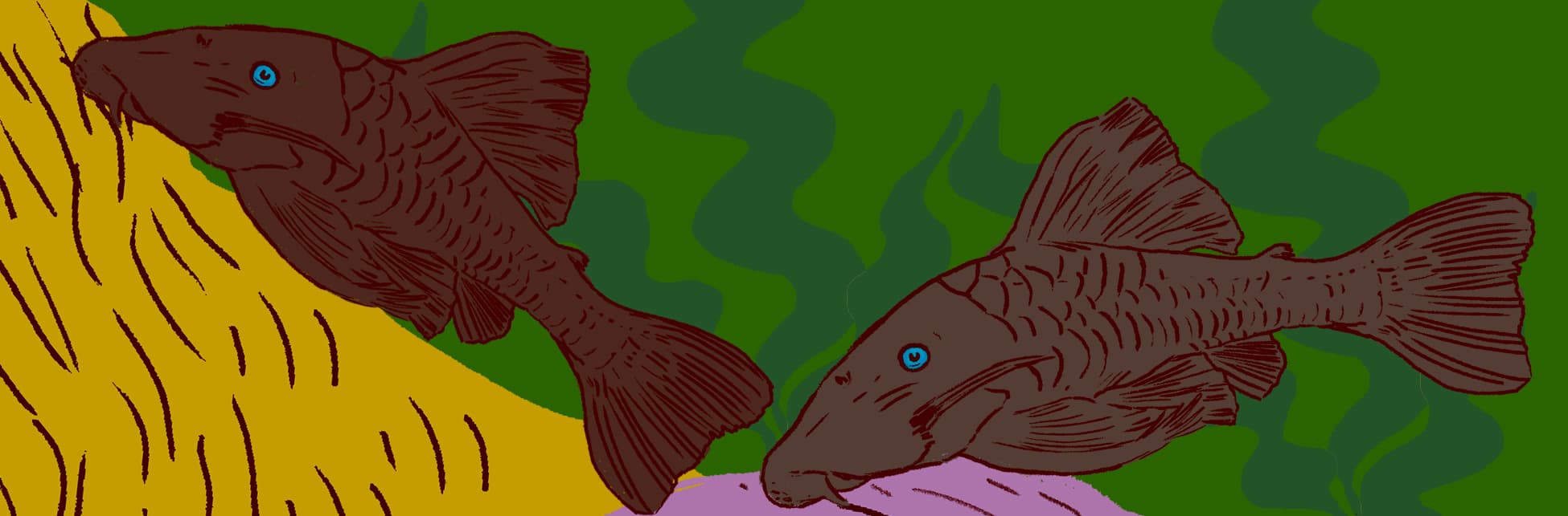 Ilustración. En la parte inferior de la imagen dos cuchas de ojos azules de perfil, peces color gris con cuerpo alargado, ancho en la cabeza y angosto en la cola, y aletas delgadas. 