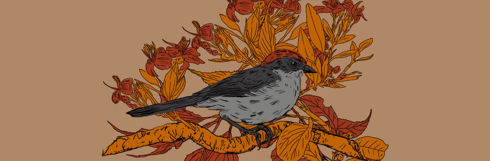 Ilustración. En un fondo de follaje, sobre una rama se para de perfil un pájaro de copete rojizo. Las plumas que rodean sus ojos son como un antifaz negro que va hasta los oídos. Su cuerpo es blanco en el vientre y gris en el lomo.