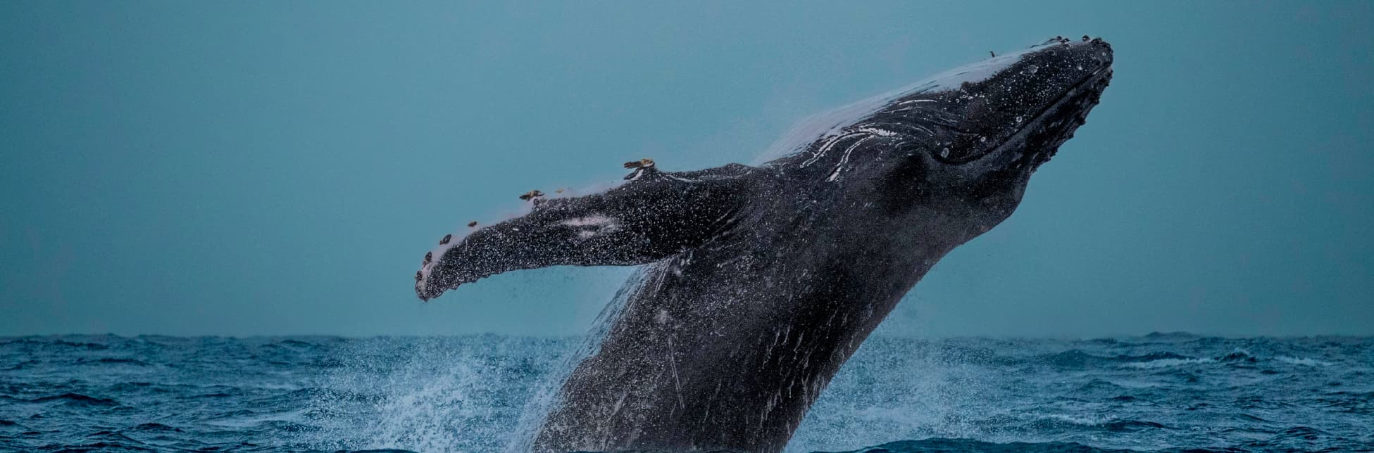 Fotografía. Sobre un fondo azul celeste, se observa una ballena jorobada emergiendo del océano, con parte de su cuerpo fuera del agua y varias aves posadas sobre su aleta. 