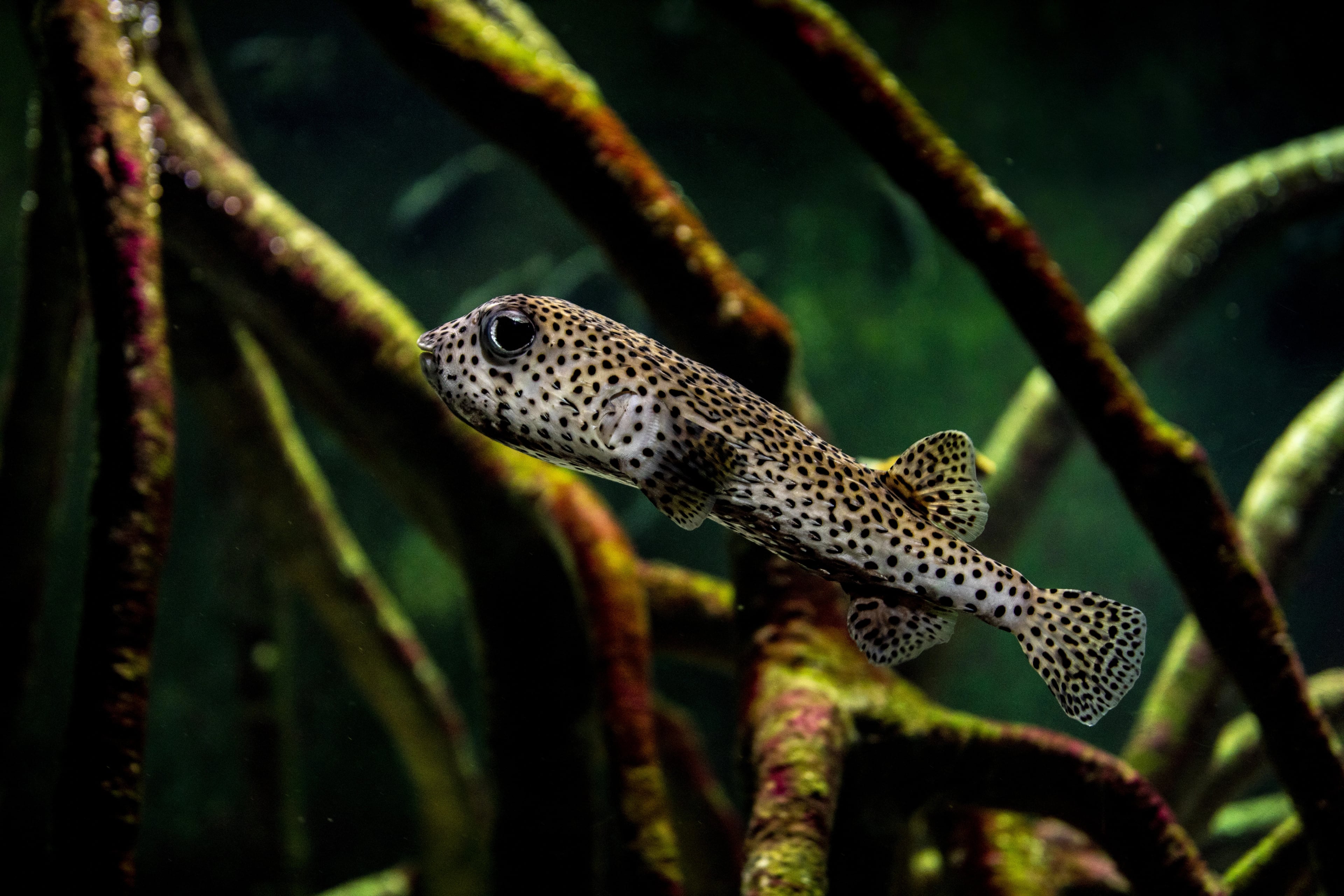 Pez globo (Diodontidae)