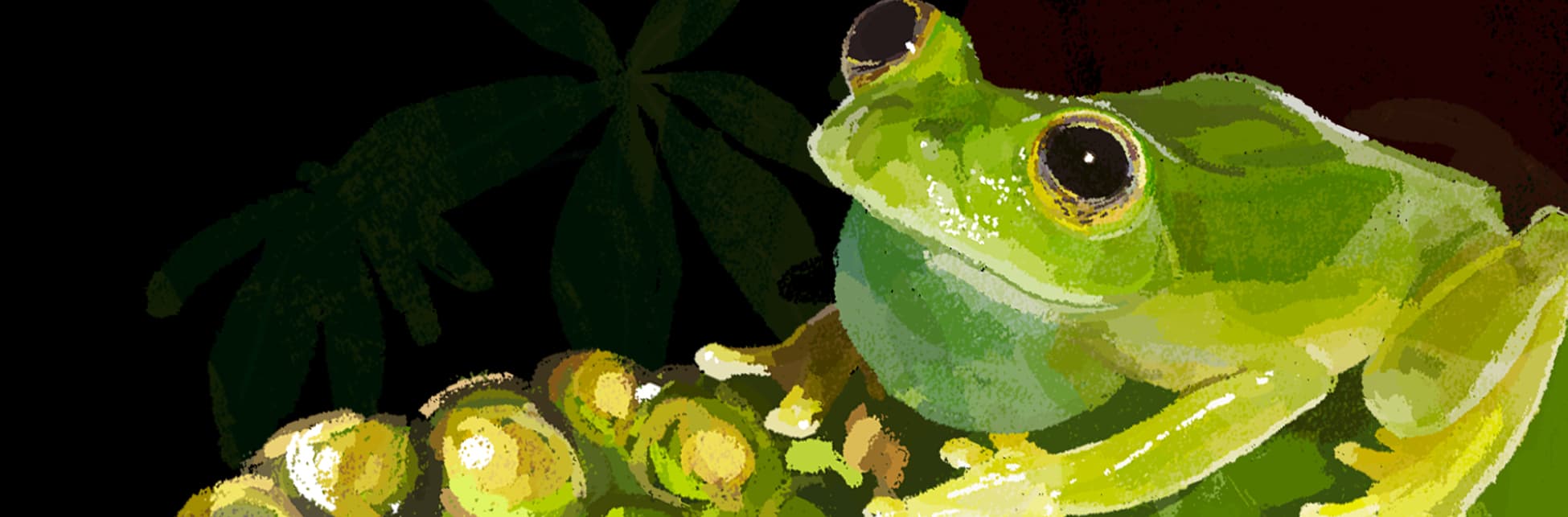 Ilustración. En un fondo oscuro de vegetación, destaca una rana verde sobre una hoja que sostiene un grupo de huevos adheridos.