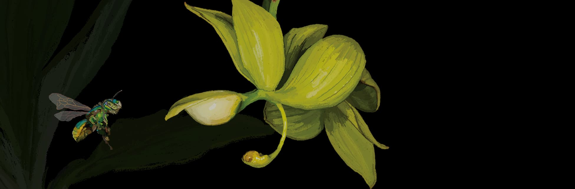 Ilustración. Sobre un fondo oscuro con hojas verdes, se observa una orquídea amarilla de pétalos alargados y labelo curvo; a la derecha vuela una abeja verde con alas extendidas.