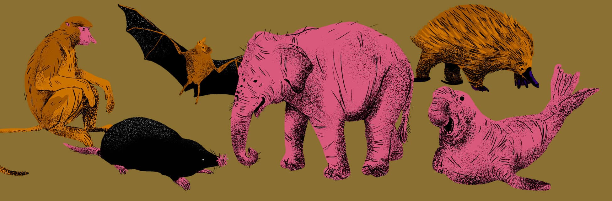 Ilustración. De izquierda a derecha: un mono narigudo, una rata topo desnuda (con una nariz en forma de estrella), un murciélago, un elefante, un equidna (mamífero de pelaje puntiagudo) y un elefante marino macho.