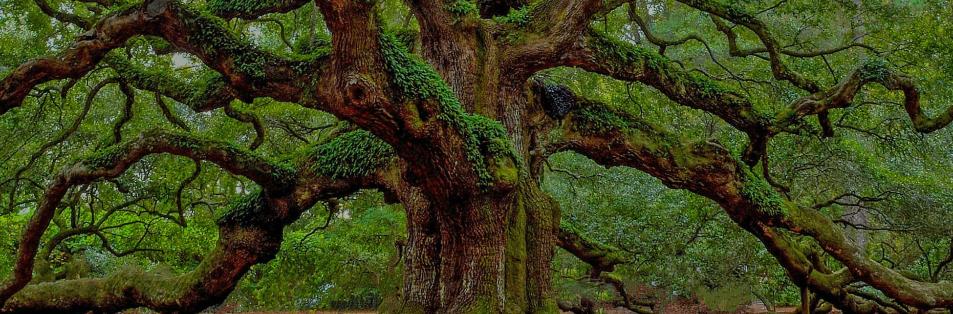 Fotografía. En un bosque verde se ve desde el centro un tronco grueso que se ramifica hacia los lados.