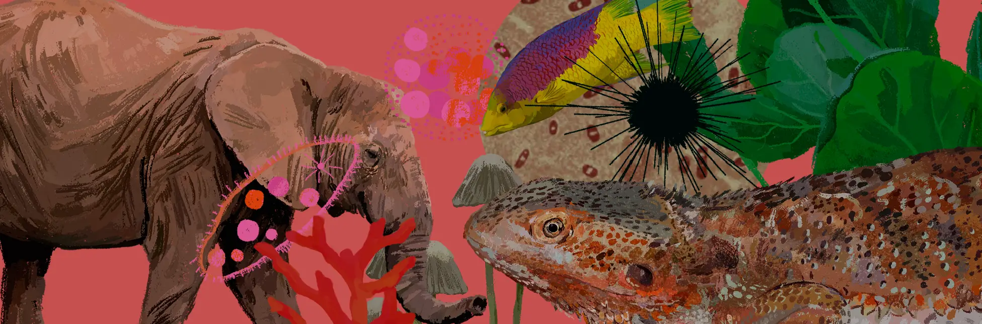 Ilustración. Sobre un fondo rosado hay un elefante, un escarabajo, un pez, un reptil, hojas, hongos, coral y formas microscópicas.