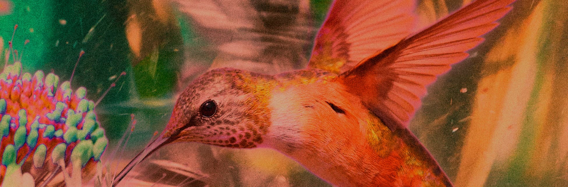 Afiche. De fondo se observa un colibrí en pleno vuelo con las alas extendidas, acercándose a una flor.