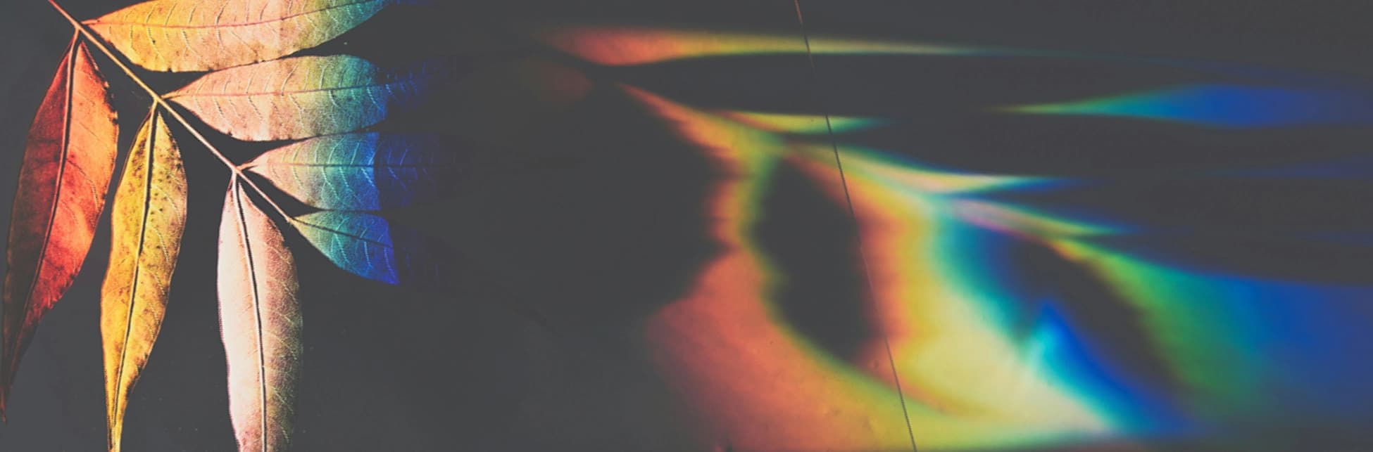 Fotografía. Sobre un fondo oscuro aparece una hoja iluminada por un efecto de luz que genera colores iridiscentes, como un arcoíris proyectado.