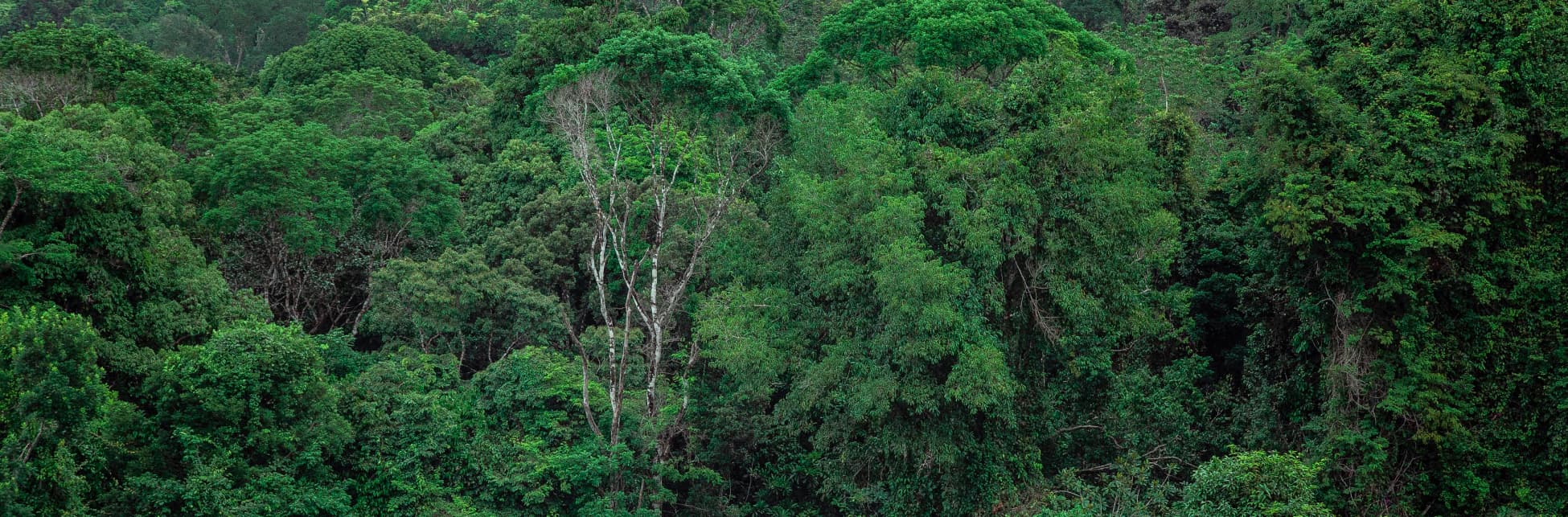 Fotografía. En toda la imagen hay hojas y copas verdes de árboles, en el lado izquierdo sobresalen el tronco y las ramas de uno de ellos.