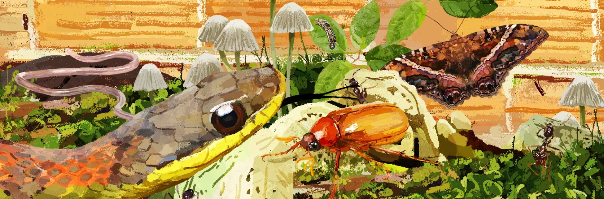 Ilustración. Sobre un fondo de madera y vegetación densa, aparece una escena cercana al suelo del bosque: en primer plano, una serpiente de escamas anaranjadas y amarillas observa a un escarabajo rojizo posado sobre una hoja. A su alrededor hay hormigas, hongos blancos, hojas verdes y una lombriz que se desplaza entre las plantas. En el fondo, una mariposa de alas abiertas y colores marrones intensos se posa sobre una hoja. También se ve una oruga trepando por una rama. La imagen retrata la riqueza de un pequeño ecosistema desde la perspectiva de sus habitantes terrestres