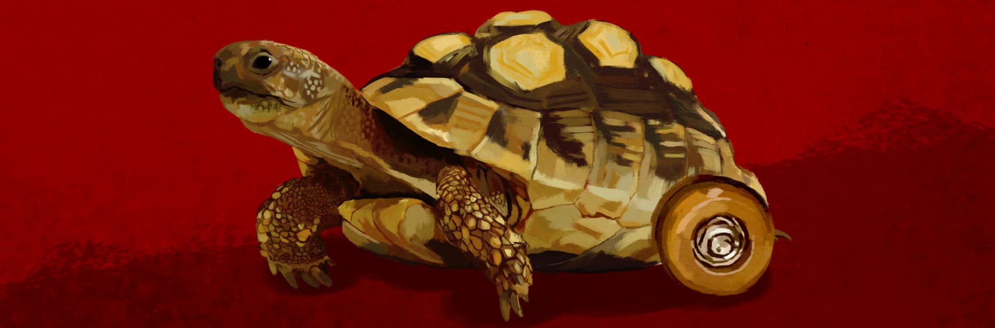 Ilustración. Sobre un fondo rojo se ve una tortuga morrocoy de color amarillo y café, su caparazón tiene placas amarillas y en vez de patas traseras tiene ruedas.
