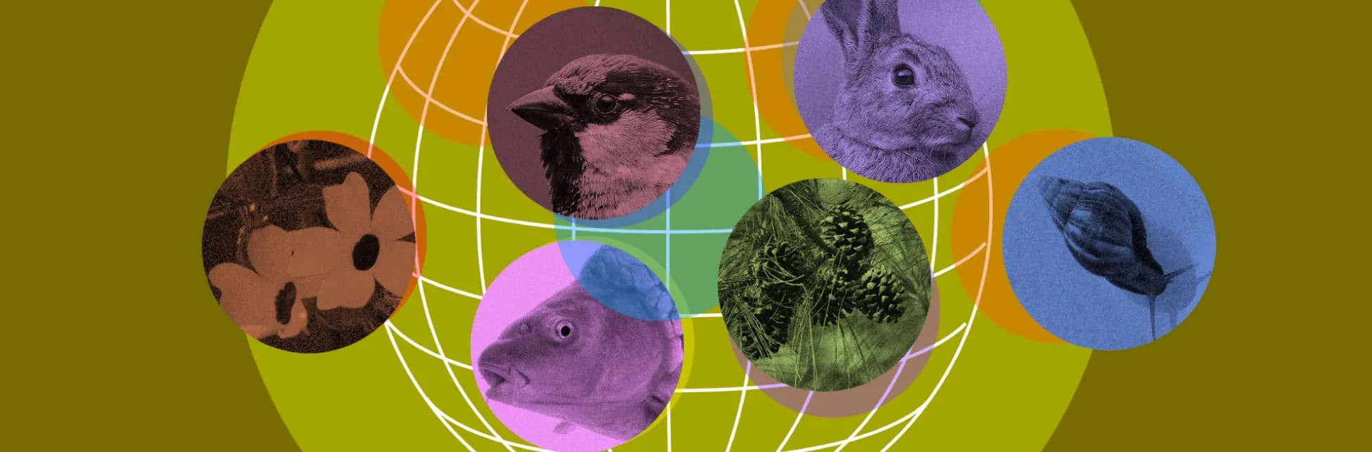 Ilustración digital. Sobre un fondo verde oscuro con una retícula esférica multicolor en el centro, se distribuyen siete círculos con imágenes de animales y plantas: un pez, un ave, una flor, un conejo, una piña, una cotorra y una semilla alada.