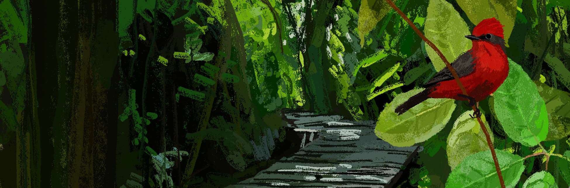 Ilustración. En un entorno de selva densa se observa un sendero o pasarela de madera que se interna hacia el fondo entre abundante vegetación. A ambos lados del camino aparecen troncos, tallos y grandes hojas superpuestas que crean un ambiente sombreado y profundo. En el lado derecho de la imagen, sobre una rama delgada con varias hojas grandes, se encuentra posado un ave de plumaje rojo intenso en la cabeza y el pecho, con alas oscuras y cola alargada. El ave mira hacia la izquierda del encuadre mientras permanece entre las hojas. La escena está dominada por diferentes tonos de verde en la vegetación y la perspectiva del camino conduce la mirada hacia el interior del bosque. No hay textos visibles en la imagen.
