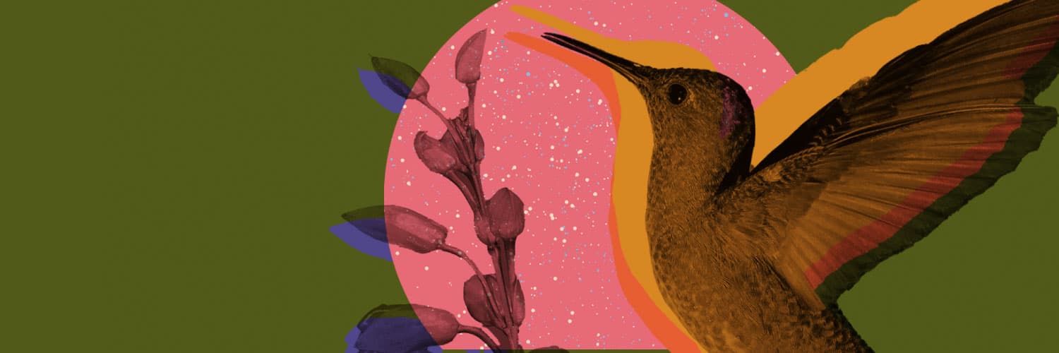Ilustración. Sobre un fondo verde oscuro, aparece un colibrí en tonos marrones y anaranjados, con alas extendidas, volando hacia una flor rosa. Detrás del colibrí, hay un círculo rosado con detalles de hojas púrpuras.