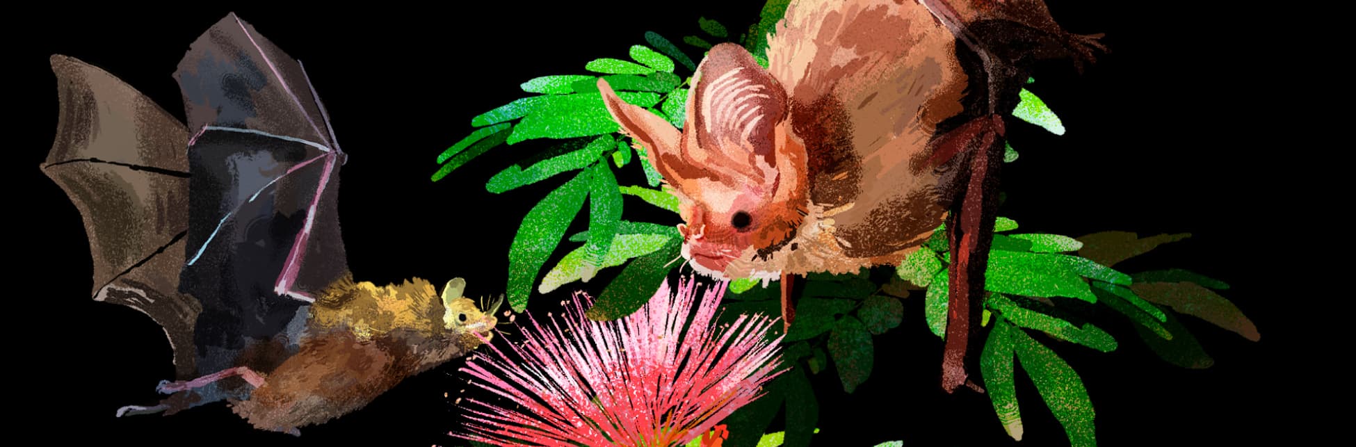 Ilustración. Sobre un fondo negro, se ven algunas hojas verdes y flores rosas, y dos murciélagos de lado. Uno es pequeño y amarillo, con orejas pequeñas, y el otro es grande, café y rosado, con la nariz prominente y grandes orejas.